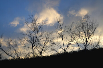 Bare tree branches in the winter. Dramataic sky in the background. Selective focus.