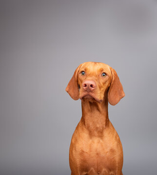 Portrait of a young golden rust Vizsla Sitting in front of a grey background
