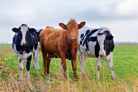 Three Young bulls standing side by side in a field, East Frisia, Lower Saxony, Germany