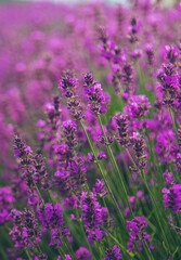 Lavender blossoms in a beautiful background field. Selective focus.