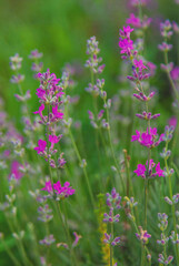 Lavender blossoms in a beautiful background field. Selective focus.