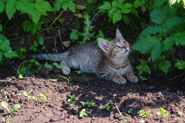 Little kitten playing in the grass.