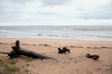 A view of the Gulf of Finland coast in cloudy weather
