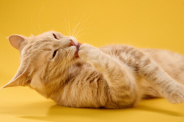 Cat rests on yellow surface, licking fur with calm expression.