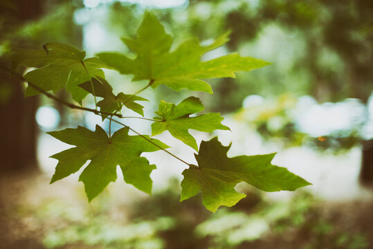 Fototapeta Close-up of green maple leaves growing on a tree, USA