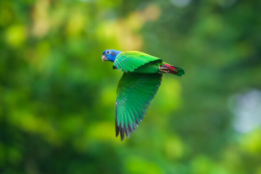 Blue-headed Parrot Pionus menstruus flying in Manu national park, Peru. High quality photo, 4 k resulotion.
