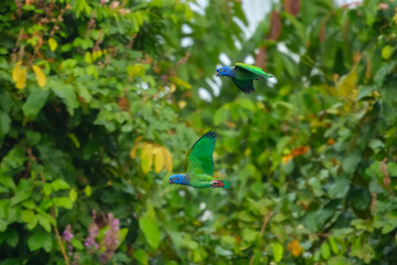 Blue-headed Parrot Pionus menstruus flying in Manu national park, Peru. High quality photo, 4 k resulotion.
