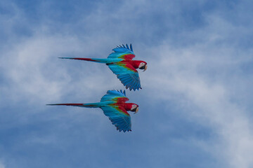 Flying Red-and-green macaw, ara chloroptera- soars above the forest. this macaw is a vivid example of the thousand or so bird species found in Manu national park, Peru.
