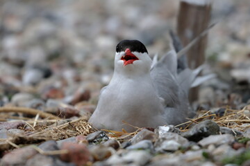 common tern