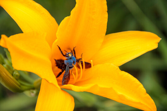 Close-up of a Blue carpenter bee (Xylocopa) on a yellow lily flower, Bandung, West Java, Indonesia