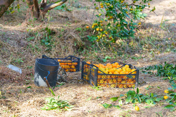 Harvest of Ripe Mandarins in the Garden