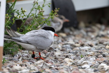 common tern