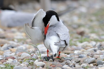 common tern