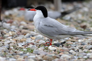 common tern