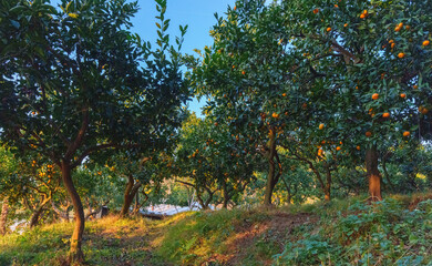 Mandarin Grove with Ripe Fruit on Mossy Trees