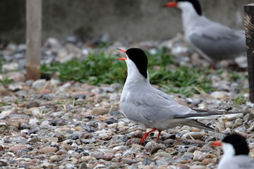common tern