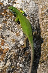 Closeup on a vibrant European green lizard , Lacerta viridis on top of a stone