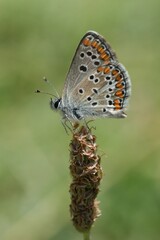 Vertical closeup on a small cute brown Brown Argus butterfly, Aricia agestis