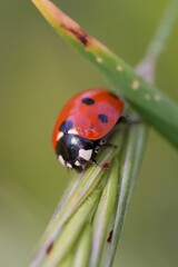 A vivid macro shot captures a ladybug perched delicately on a vibrant green plant stem, showcasing its striking colors and intricate details.
