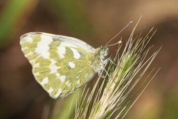 A mesmerizing image of an Eastern Bath White butterfly, Pontia edusa perched on top of a verdant grass blade