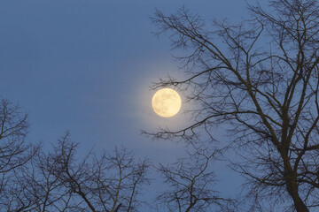 Naklejka premium Full moon in the sky above bare trees in winter