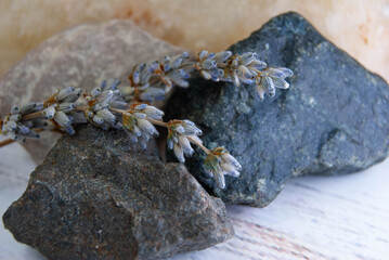 Dried lavender sprigs arranged gently on dark, textured rocks.