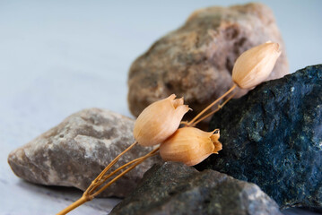 Dry flower arranged with colorful decorative stones.