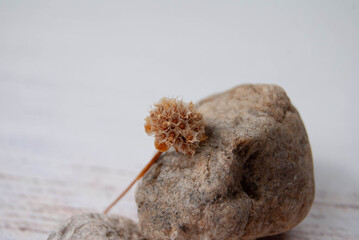Dry flower arranged with colorful decorative stones.