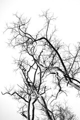 silhouette of a tree