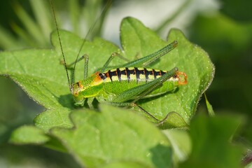 A vibrant green grasshopper with striking black markings rests peacefully upon a lush green leaf in a natural, sunlit setting.