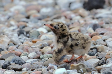 common tern chick © Thomas