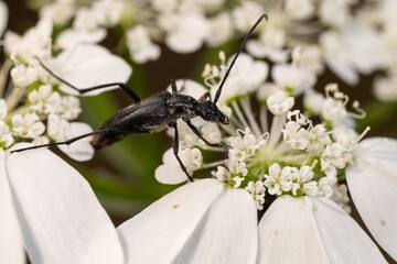 A black longhorn beetle with long antennae stands out against the white petals of a cluster of flowers