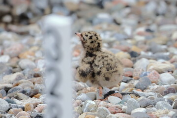 common tern chick