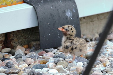 common tern chick © Thomas