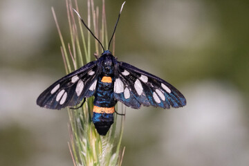 A vibrant Amata phegea moth rests delicately on a wheat stalk, showcasing its intricate wing...
