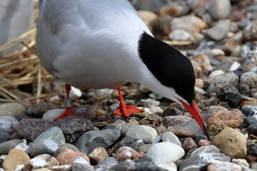 common tern
