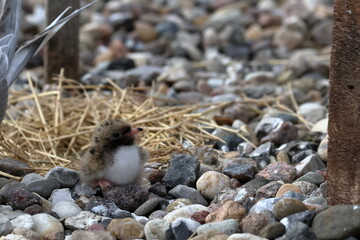 tern chick © Thomas