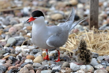 tern chick © Thomas