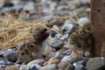 tern chick © Thomas