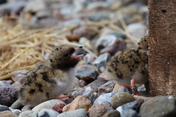 tern chick