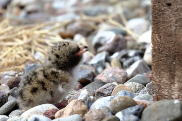 tern chick © Thomas