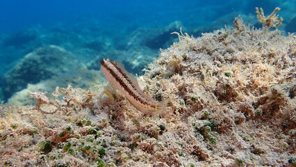 Ringneck blenny (Parablennius pilicornis) undersea, Ligurian Sea, Italy, Imperia