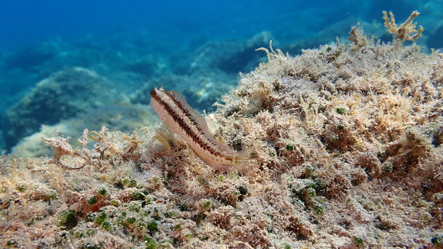 Ringneck blenny (Parablennius pilicornis) undersea, Ligurian Sea, Italy, Imperia