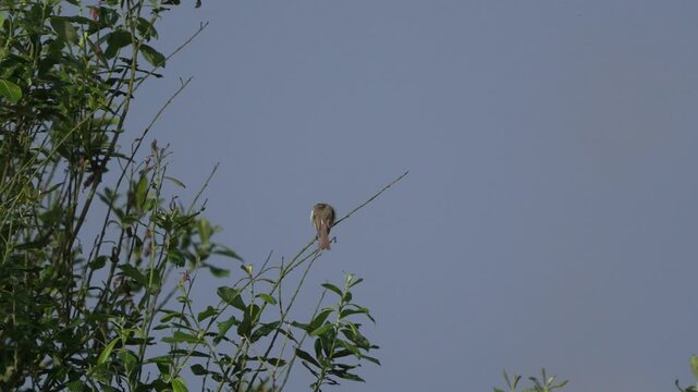 A willow warbler (Phylloscopus trochilus) preening its feathers