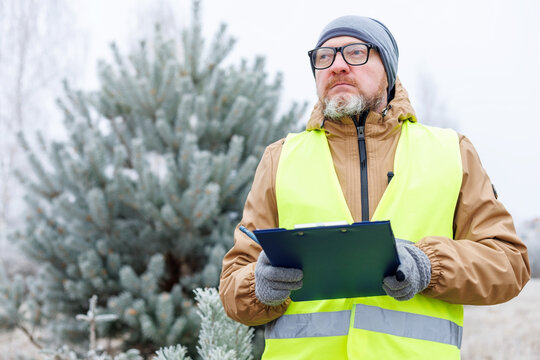 Young spruce trees to order. Mature man ecologist in winter forest, monitors the environment of a winter forest. Ecology of nature. Observing animals and birds in a snowy forest. 
