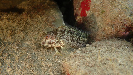 Ringneck blenny (Parablennius pilicornis) undersea, Ligurian Sea, Italy, Imperia