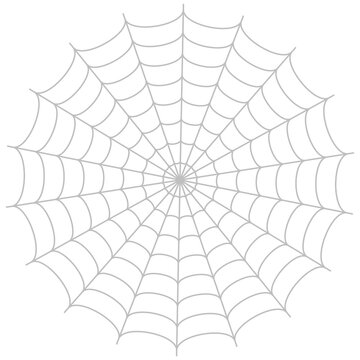spider web