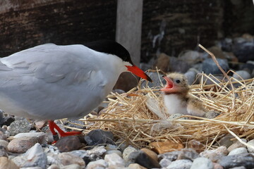 tern chick