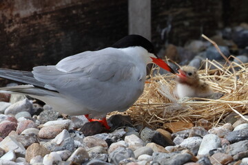 tern chick © Thomas