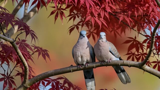 tortore su ramo di acero rosso
